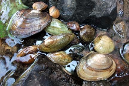 Freshwater mussels